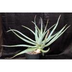 Aloe esculenta 5-gallon pots