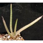 Aloe eumassawana 4-inch pots