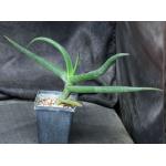 Aloe fleurentiniorum 5-inch pots