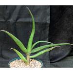 Aloe fleurentiniorum 8-inch pots