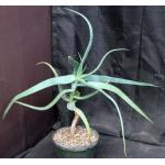 Aloe flexilifolia 8-inch  pots