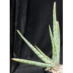 Aloe fosteri 5-inch pots
