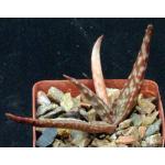 Aloe fragilis 3-inch pots
