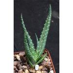 Aloe gerstneri 4-inch pots