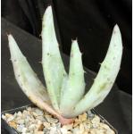 Aloe gerstneri 5-inch pots