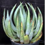 Aloe gerstneri 5-gallon pots