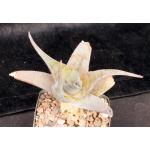 Aloe viguieri 5-inch pots