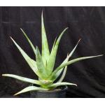 Aloe glauca 2-gallon pots