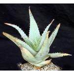 Aloe glauca ssp. spinosior one-gallon pots