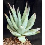 Aloe glauca ssp. spinosior one-gallon pots