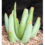 Aloe claviflora 2-gallon pots
