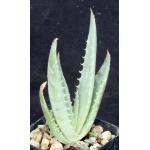 Aloe globuligemma 2-inch pots