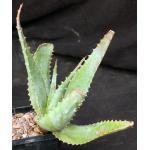 Aloe globuligemma x marlothii 5-inch pots