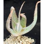 Aloe globuligemma 5-inch pots