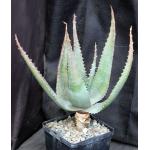 Aloe globuligemma x marlothii 5-inch pots