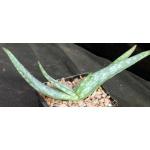 Aloe grisea 5-inch pots