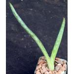 Aloe grisea 2-inch pots