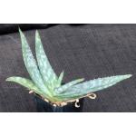 Aloe grisea 3-inch pots