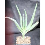 Aloe hardyi 5-inch pots