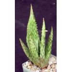 Aloe harlana 4-inch pots