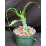 Aloe helenae 6-inch pots