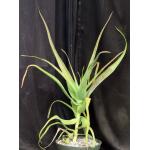 Aloe helenae 12-inch pots
