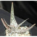Aloe hemmingii 5-inch pots
