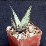 Aloe hemmingii 3-inch pots
