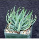 Aloe humilis (GM 417) 4-inch pots