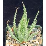 Aloe humilis Special Clone 4-inch pots