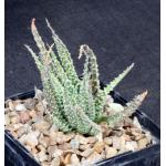 Aloe humilis Special Clone 4-inch pots