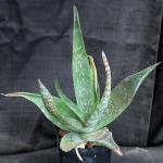 Aloe ikiorum one-gallon pots