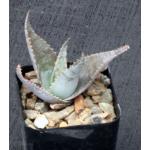 Aloe imalotensis 2-inch pots