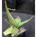 Aloe immaculata 5-inch pots