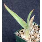 Aloe inamara 4-inch pots