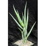Aloe isaloensis one-gallon pots