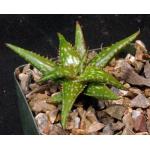 Aloe jucunda 4-inch pots