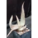 Aloe karasbergensis 5-inch pots