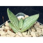 Aloe karasbergensis 3-inch pots