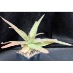 Aloe kilifiensis 5-inch pots
