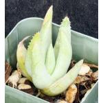 Aloe krapohliana var. dumoulinii 2-inch pots