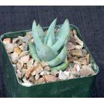 Aloe krapohliana var. krapohliana 4-inch pots