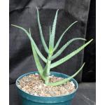 Aloe kulalensis 8-inch pots