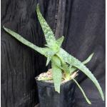 Aloe lateritia var. graminicola (HBG-76390) one-gallon pots