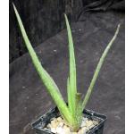 Aloe lensayuensis (WY 1185, Marsabit, Kenya) 4-inch pots