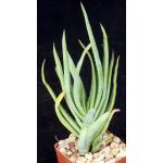 Aloe lineata (Strap Form) 3-inch pots