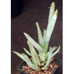 Aloe lineata (Blue Strap Form) 5-inch pots