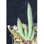 Aloe littoralis 3-inch pots