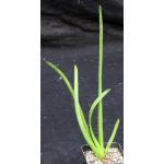 Aloe lomatophylloides 2-inch pots