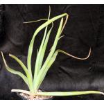 Aloe lomatophylloides 5-inch pots